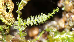 Ceramanus clatritexta