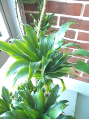 Dracaena fragrans compacta