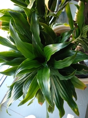 Dracaena fragrans compacta