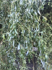 Salix