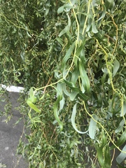 Salix