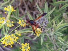 Rhynchium oculatum oculatum