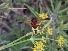 Rhynchium oculatum oculatum