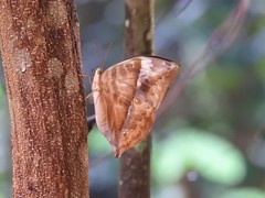 Zeuxidia amethystus amethystus