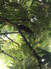 Rhus typhina