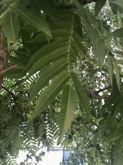 Rhus typhina