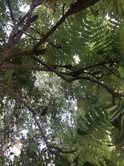 Rhus typhina