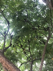 Rhus typhina