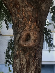 Rhus typhina