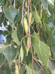 Betula pendula