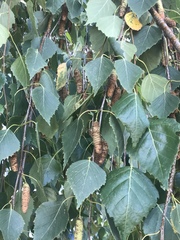 Betula pendula