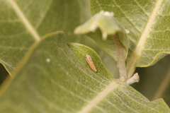 Graphocephala uhleri