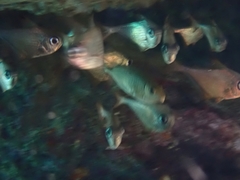 Pempheris rhomboidea