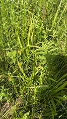 Carex bohemica