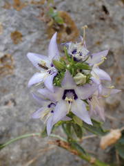 Campanula versicolor