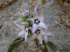 Campanula versicolor
