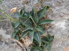 Campanula versicolor