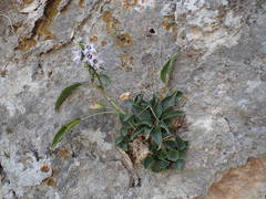 Campanula versicolor