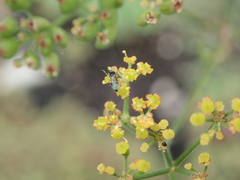 Pastinaca sativa
