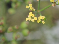 Pastinaca sativa