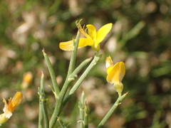Genista acanthoclada