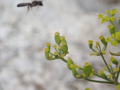 Pastinaca sativa