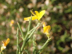 Genista acanthoclada