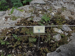 Pastinaca sativa