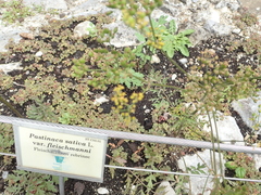 Pastinaca sativa