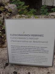 Pastinaca sativa