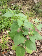 Solanum nigrum
