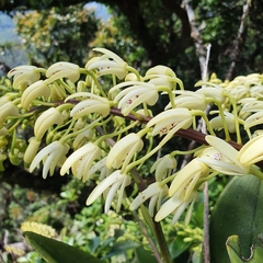 Dendrobium speciosum boreale