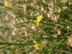 Genista acanthoclada