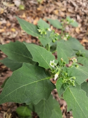 Solanum nigrum