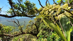 Dendrobium speciosum boreale
