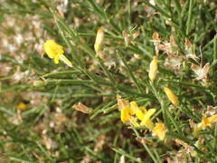 Genista acanthoclada