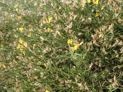 Genista acanthoclada