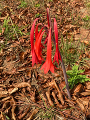 Cyrtanthus contractus