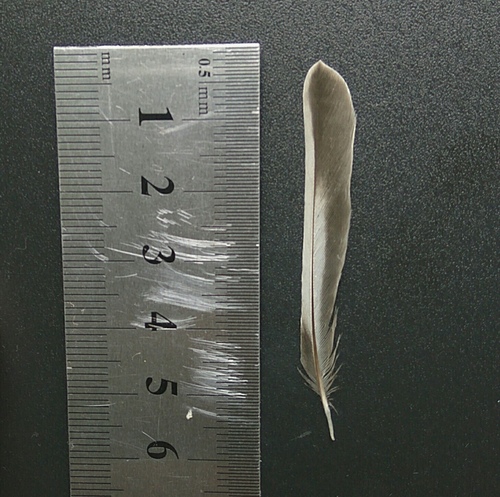 Plume de Gobemouche noir