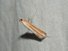 Euclasta defamatalis