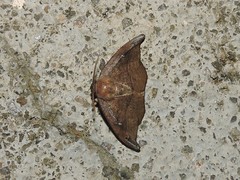 Neoreta castanea