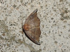 Neoreta castanea