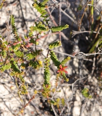 Diosma echinulata