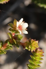 Diosma echinulata