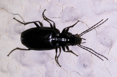 Platynini