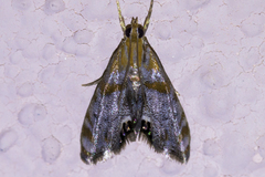 Dicymolomia
