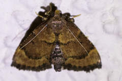 Hypsopygia phoezalis