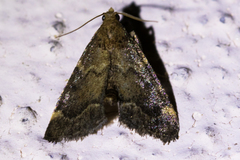 Hypsopygia phoezalis