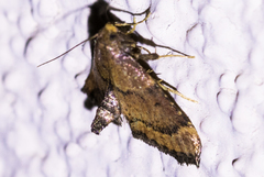 Hypsopygia phoezalis
