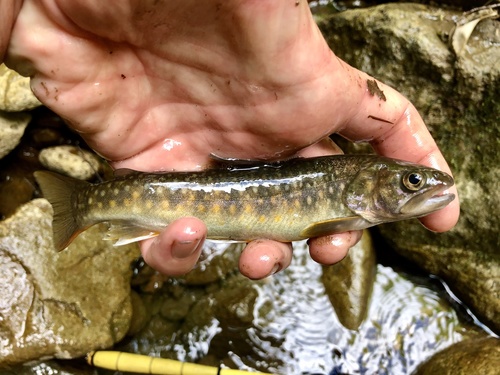 Whitespotted Char